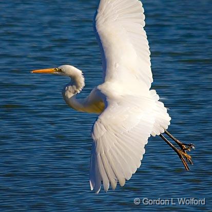 Egret In Flight_30552.jpg - Great Egret (Ardea alba) photographed along the Gulf coast near Port Lavaca, Texas, USA.